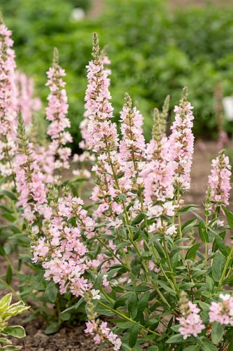 byliny-i-trawy_lythrum_75294_3.jpg
