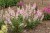 byliny-i-trawy_lythrum_75294_2.jpg
