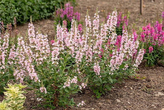 byliny-i-trawy_lythrum_75294_2.jpg