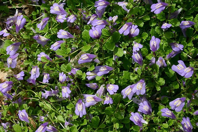 byliny-i-trawy_mazus_78188_1.jpg