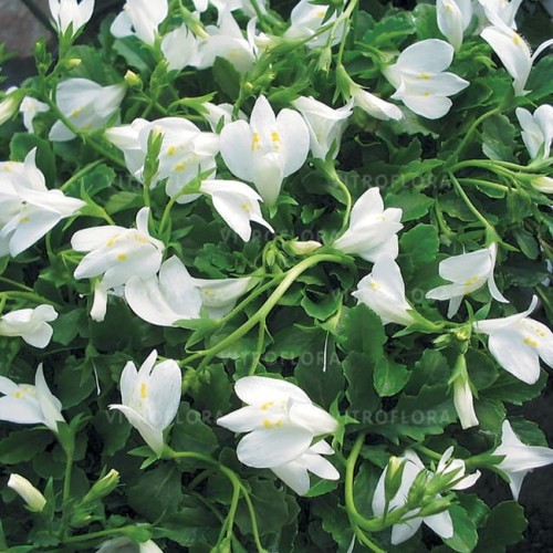 byliny-i-trawy_mazus-mazus_78132_1.jpg