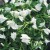 byliny-i-trawy_mazus-mazus_78132_1.jpg