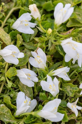 byliny-i-trawy_mazus_78132_3.jpg