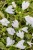 byliny-i-trawy_mazus_78132_3.jpg