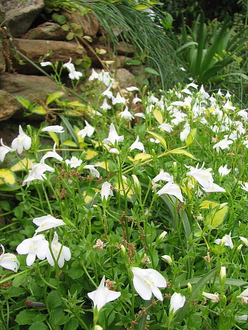 byliny-i-trawy_mazus_78132_2.jpg