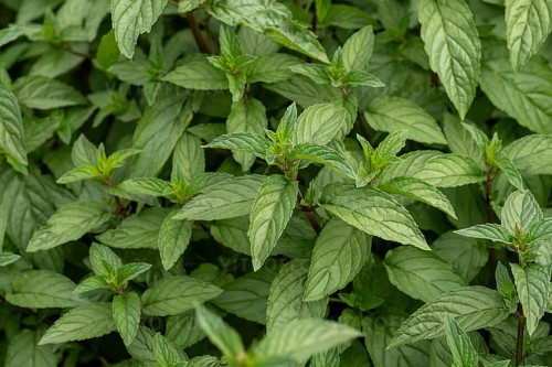 byliny-i-trawy_mentha_73349_3.jpg