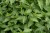 byliny-i-trawy_mentha_73349_3.jpg