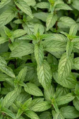 byliny-i-trawy_mentha_73349_5.jpg