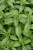 byliny-i-trawy_mentha_73349_5.jpg