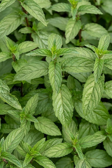 byliny-i-trawy_mentha_73349_5.jpg