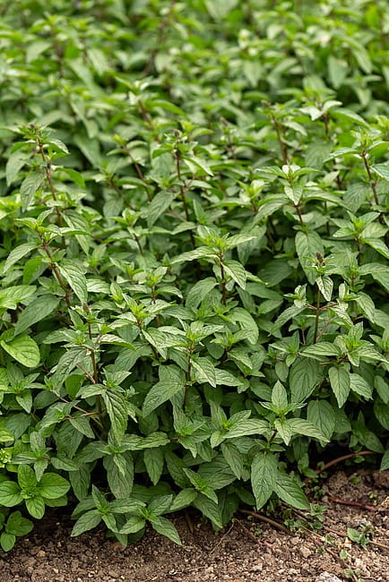 byliny-i-trawy_mentha_73349_4.jpg