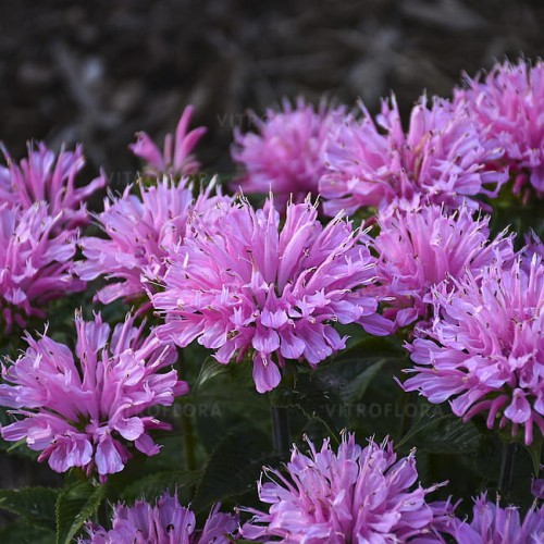 byliny-i-trawy_sugar-buzz_79283_2.jpg