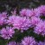 byliny-i-trawy_sugar-buzz_79283_2.jpg