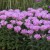 byliny-i-trawy_sugar-buzz_79283_1.jpg