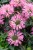 byliny-i-trawy_sugar-buzz_79283_6.jpg