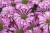 byliny-i-trawy_sugar-buzz_79283_4.jpg