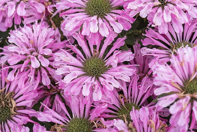 byliny-i-trawy_sugar-buzz_79283_4.jpg