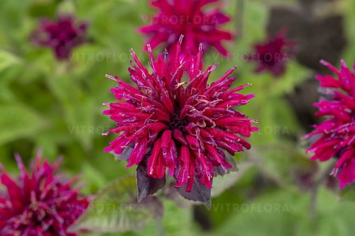 monarda-fireball_7.jpg