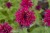 monarda-fireball_7.jpg