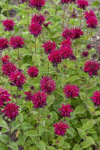monarda-fireball_1.jpg
