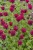 monarda-fireball_1.jpg