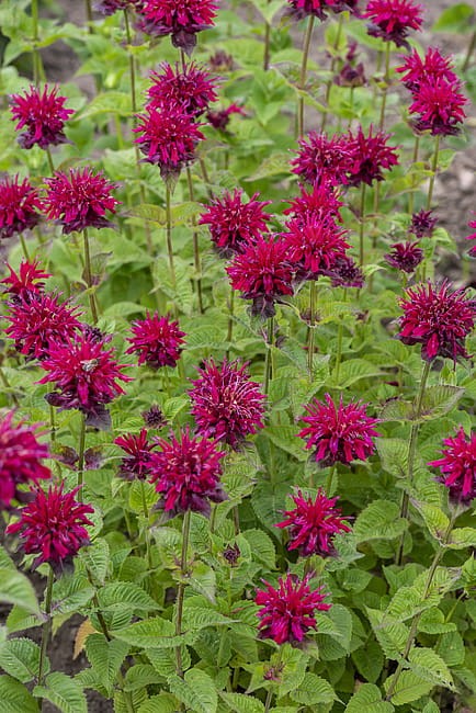 monarda-fireball_1.jpg