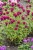 monarda-fireball_6.jpg