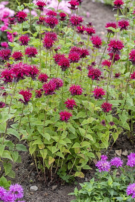 monarda-fireball_6.jpg