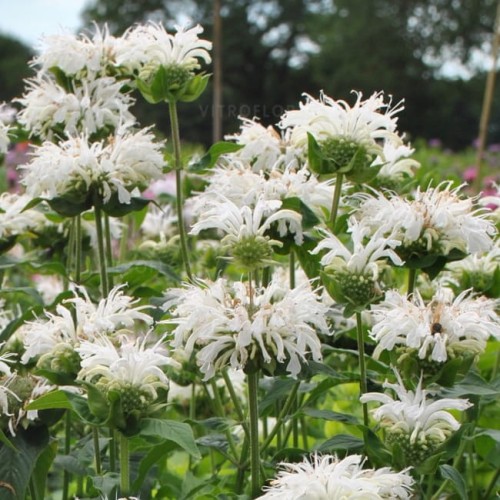 monarda-bee-bright_77474_1.jpg