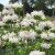 monarda-bee-bright_77474_1.jpg