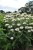 monarda-bee-bright_77474_2.jpg