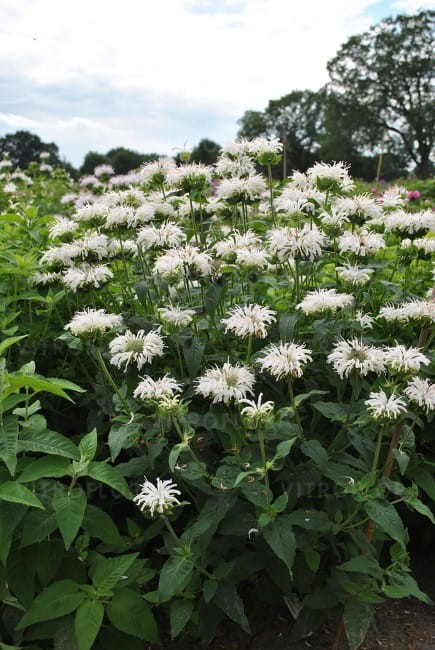 monarda-bee-bright_77474_2.jpg
