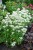 monarda-bee-bright_5.jpg