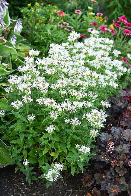 monarda-bee-bright_5.jpg