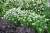 monarda-bee-bright_4.jpg