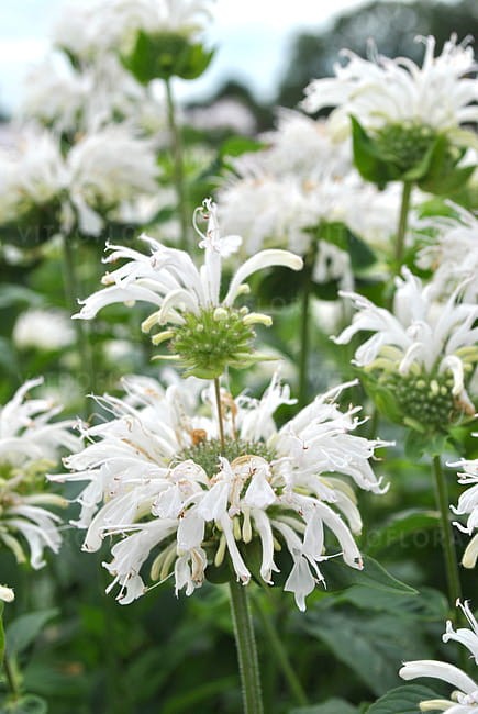 byliny-i-trawy_bee_77474_3.jpg