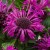byliny-i-trawy_bee_77423_1.jpg