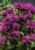 byliny-i-trawy_bee_77423_2.jpg