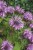 monarda-bee-pretty_3.jpg