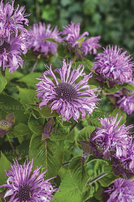 monarda-bee-pretty_3.jpg