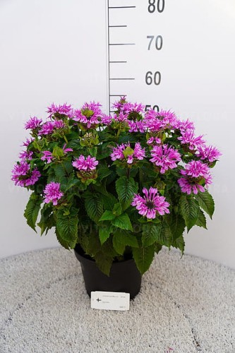 monarda-bee-pretty_5.jpg