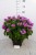 monarda-bee-pretty_5.jpg