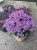 monarda-bee-pretty_77473_1.jpg