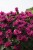 monarda-bee-true_4.jpg