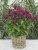 monarda-bee-true_2.jpg