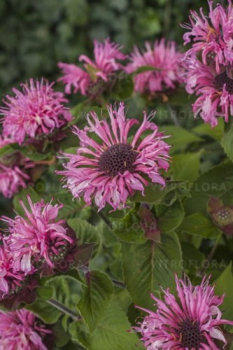 monarda-bee-lieve_74280_3.jpg