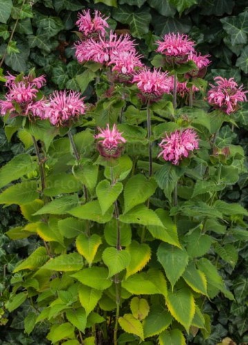 monarda-bee-lieve_74280_2.jpg
