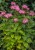 monarda-bee-lieve_74280_2.jpg
