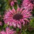 monarda-bee-lieve_74280_1.jpg