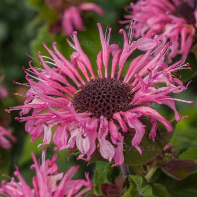 monarda-bee-lieve_74280_1.jpg
